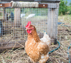 Rhode island red chicken in front of chicken coop