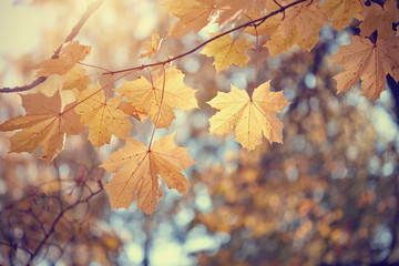 Naklejka na ściany i meble Maple autumn leaves