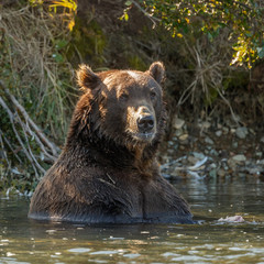 Brown bear eating salmon