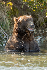 Brown bear eating salmon