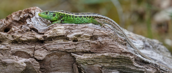 The sand lizard (Lacerta agilis) on a sunny day in nature