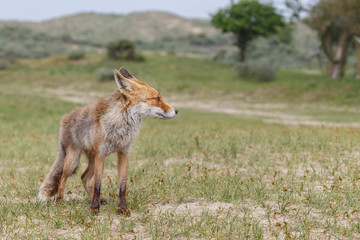 Red fox in nature
