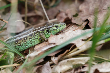 The sand lizard (Lacerta agilis) on a sunny day in nature