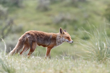Red fox in nature