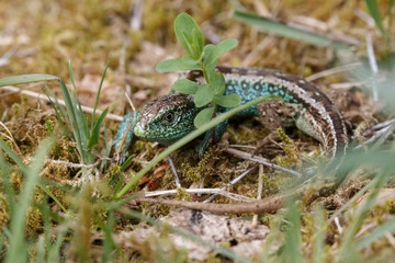 The sand lizard (Lacerta agilis) on a sunny day in nature