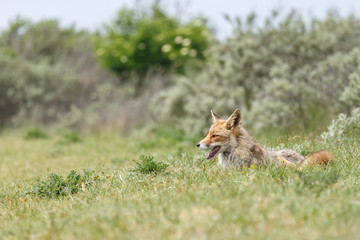 Red fox in nature