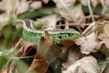 The sand lizard (Lacerta agilis) on a sunny day in nature
