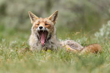 Red fox in nature