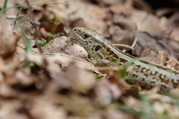 The sand lizard (Lacerta agilis) on a sunny day in nature