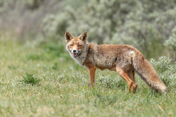Red fox in nature
