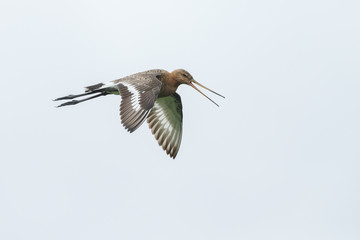 Obraz premium Black tailed godwit during springtime