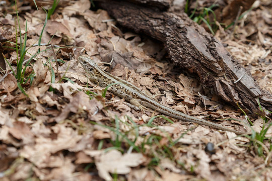 The sand lizard (Lacerta agilis) on a sunny day in nature