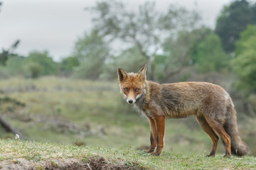 Red fox in nature in springtime