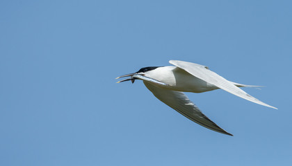 The Sandwich tern (Thalasseus sandvicensis) n flight.