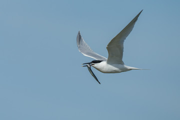The Sandwich tern (Thalasseus sandvicensis) n flight.