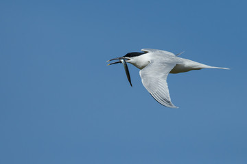 The Sandwich tern (Thalasseus sandvicensis) n flight.