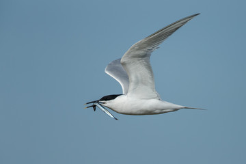 The Sandwich tern (Thalasseus sandvicensis) n flight.