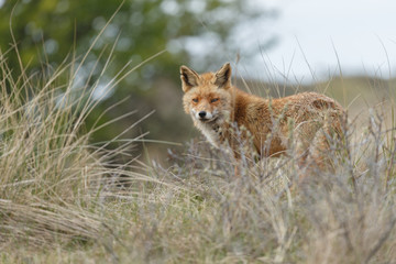 Red fox in nature
