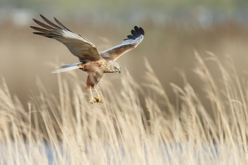 The western marsh harrier male (Circus aeruginosus) in flight during mating season