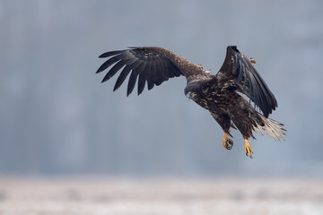 White tailed eagle