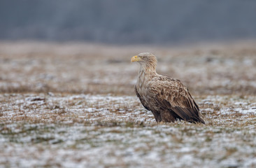 White tailed eagle