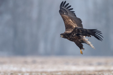 White tailed eagle