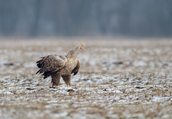 White tailed eagle