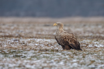 White tailed eagle