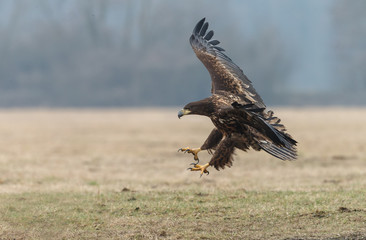 White tailed eagle