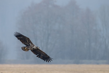 White tailed eagle