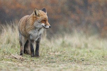 Naklejka na ściany i meble Red fox in nature