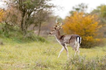 Fallow deer in nature landscape 