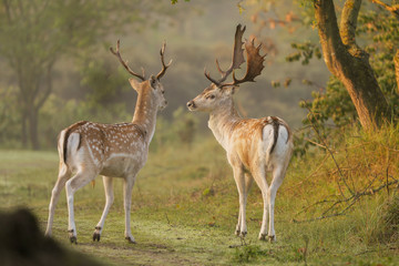 Naklejka na ściany i meble Fallow deer in nature landscape 