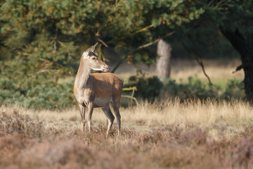 Red deer standing in nature during mating season