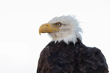 Crédence de cuisine en verre imprimé Aigle Bald eagle at Alaska