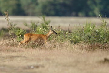 Roe deer