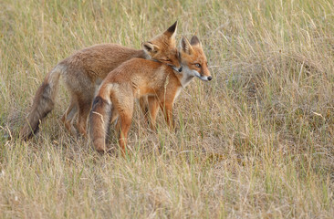 Naklejka na ściany i meble Red fox cub in nature