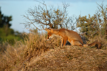 Fototapeta premium Red fox cub in nature
