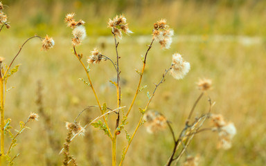 meadow wild flowers on blurred background