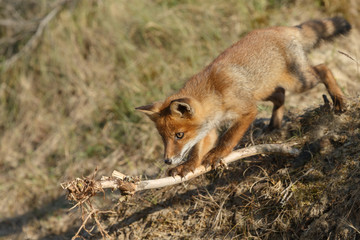 Red fox cub in nature