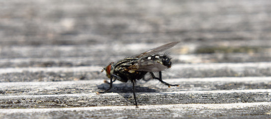 Fly on wood in sunny day