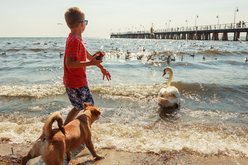 Little boy with beautiful swan.