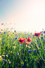 Fototapeta premium poppy in the wind