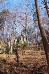 Autumn forest in Ojcow National Park