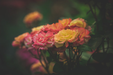 roses in garden
