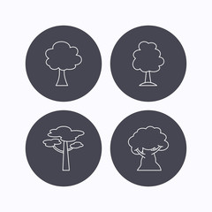 Pine tree, oak-tree icons.