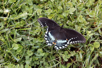black swallowtail butterfly with spread wings against green grass