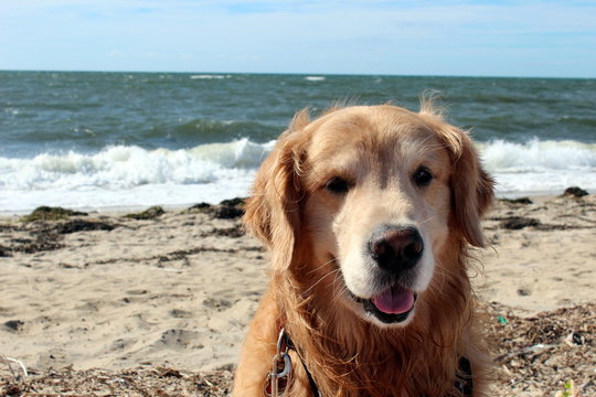golden retriever sitting on the sandy beach with waves rolling in