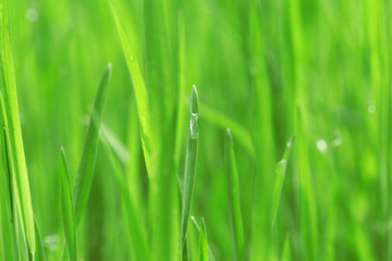 Wet grass after the rain, close up