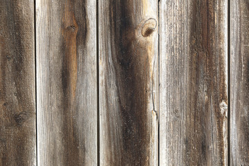 Wood tree texture background